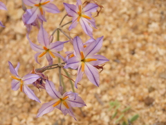 Leucocoryne appendiculata