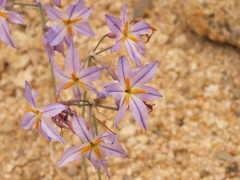 Leucocoryne appendiculata