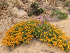 Heliotropium linariifolium
