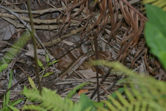 Tropidoscincus aubrianus