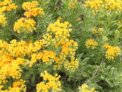 Heliotropium linariifolium