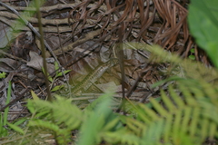 Tropidoscincus aubrianus