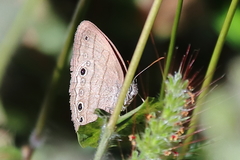 Hermeuptychia intricata