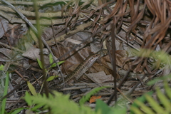 Tropidoscincus aubrianus