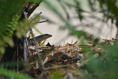 Tropidoscincus aubrianus