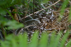 Tropidoscincus aubrianus