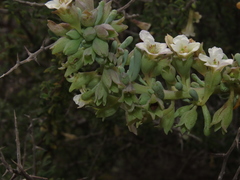 Nolana glauca