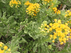 Heliotropium linariifolium