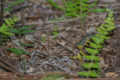 Tropidoscincus aubrianus