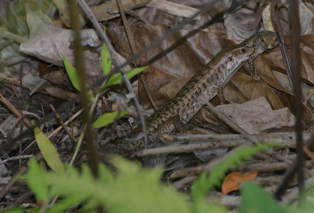 Aubrey's Whiptailed Skink