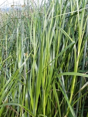 Cyperus ustulatus