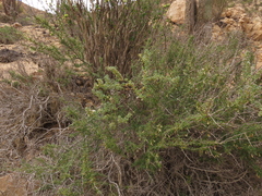 Nolana glauca