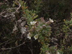 Nolana glauca