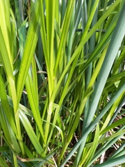 Cyperus ustulatus