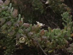 Nolana glauca