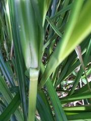 Cyperus ustulatus