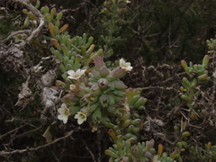 Nolana glauca