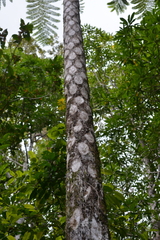 Sphaeropteris intermedia