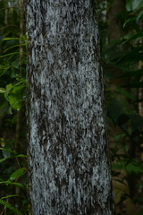 Sphaeropteris intermedia