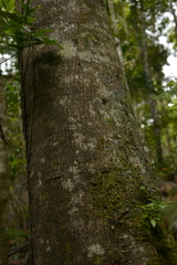 Elaeocarpus angustifolius