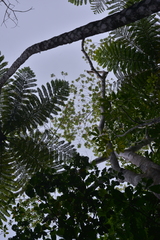 Elaeocarpus angustifolius