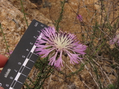 Plectocephalus cachinalensis