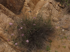 Plectocephalus cachinalensis