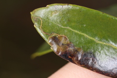 Phytomyza glabricola