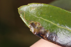 Phytomyza glabricola