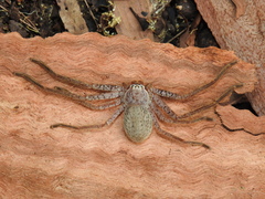 Beregama aurea