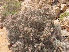 Nolana glauca