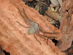 Beregama aurea