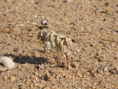 Conanthera urceolata