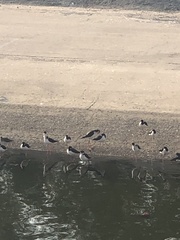 Himantopus mexicanus