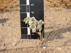 Conanthera urceolata