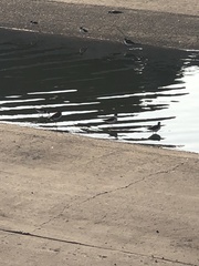 Himantopus mexicanus