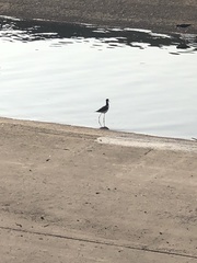 Himantopus mexicanus