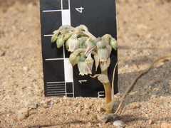 Conanthera urceolata