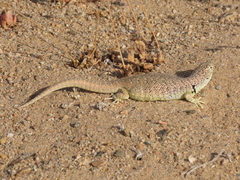 Liolaemus nigromaculatus