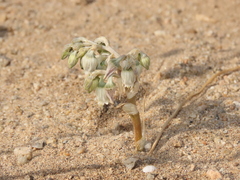 Conanthera urceolata