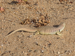 Liolaemus nigromaculatus