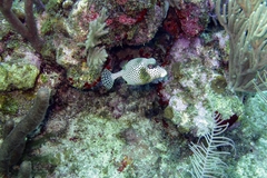 Lactophrys bicaudalis