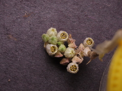 Conanthera urceolata