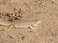 Liolaemus nigromaculatus