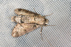Cautethia spuria