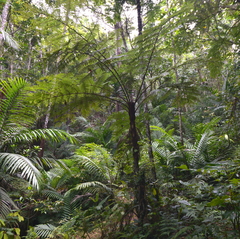 Sphaeropteris