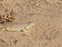 Liolaemus nigromaculatus