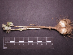 Conanthera urceolata