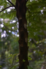 Sphaeropteris