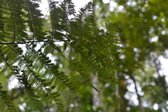 Sphaeropteris